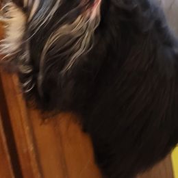Chika - Havanese
