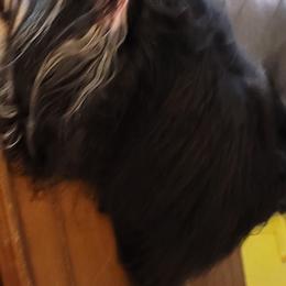 Chika - Havanese