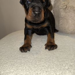 Spanky - Black and rust male Doberman Pinscher puppy in Wirtz, Virginia from Ludic Kennels