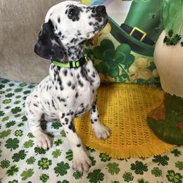 Bingbing bong - White and black male Dalmatian puppy in Fort Cavasos, Texas from Mainstreet Dalmation