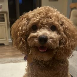 Goldendoodles from Krista Taylor