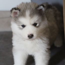 Roux - Sable and white female Alaskan Malamute puppy in Independence, Virginia from New River Valley Malamutes