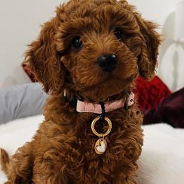 Peanut - Red  female Goldendoodle puppy in South Jordan, Utah from Wasatch Pup