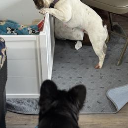 French Bulldog Puppies from Fishie's Frenchies