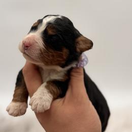 Sailfish - Tri-color male Bernedoodle puppy in Ocala, Florida from Bernedoodles of Florida