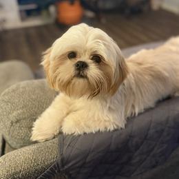 Blanche - Shih Tzu