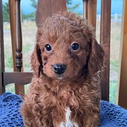 Rusty - Red male Bernedoodle puppy in Caldwell, Idaho from Treasure Valley Poodles