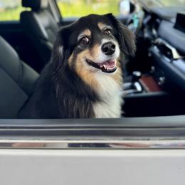 Banksy - Black tri male Miniature American Shepherd puppy in Damascus, Oregon from Rebel Soul Minis