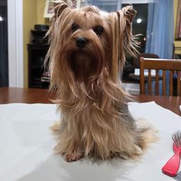 Sophia - Yorkshire Terrier