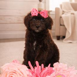 J'Adore - Brown female Bernedoodle puppy in Ohio from Moore Doodles