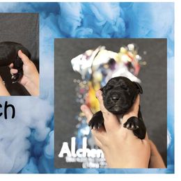 Great Dane Puppies from Alchemy Danes