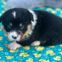 Mochi - Black and tan male Pembroke Welsh Corgi puppy in Nortonville, Kansas from Low Riders Corgis & Mini Aussies