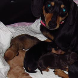 Dachshund Puppies from Hot Lil' Doggies  Dachshunds