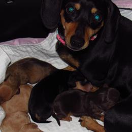 Dachshund Puppies from Hot Lil' Doggies  Dachshunds
