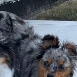 Miniature Australian Shepherd and Toy Australian Shepherd All Grown Up from Graceful Acres