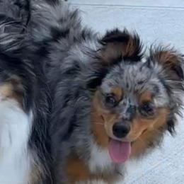Miniature Australian Shepherd and Toy Australian Shepherd All Grown Up from Graceful Acres