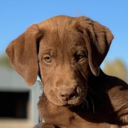 Boy 8 - male Labrador Retriever puppy in Winnemucca, Nevada from Oakley's Mountain View Kennel