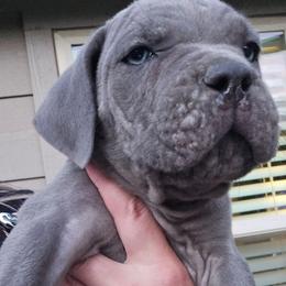 White collar male - Gray male Cane Corso puppy in Granbury, Texas from La Muerte Corso Kennel