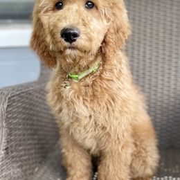 Ketchup - Red  Goldendoodle puppy in Bartow, Florida from Furever Doodles