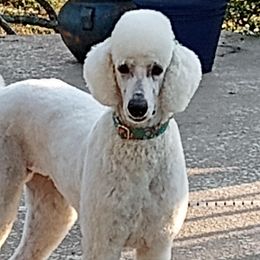 Margot - Poodle