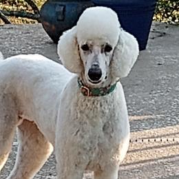 Margot - Poodle