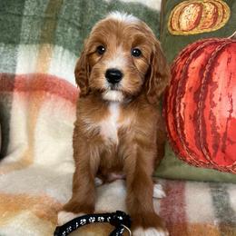 Copper - Red  male Goldendoodle puppy in Ottawa, Ohio from Simply Beautiful Goldendoodles