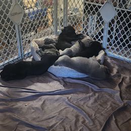 Girl 1 - Black female Cane Corso puppy in Thaxton, Virginia from Fortune Star Ultimate K9s