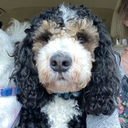 Harley - Bernedoodle