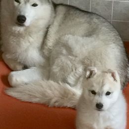 Siberian Husky All Grown Up from Bralin Siberians