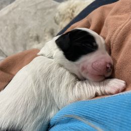 Sheepadoodle Puppies from Jonsies Pups