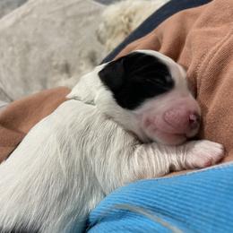 Sheepadoodle Puppies from Jonsies Pups