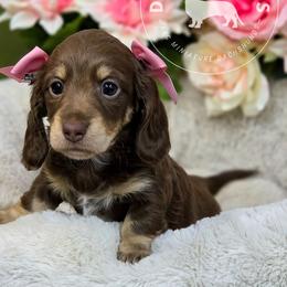 Snickers - Chocolate and cream female Dachshund puppy in Seagoville, Texas from Doxi Delights AKC Miniature Dachshunds