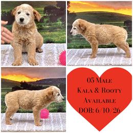 Male 05 - Red speckled male Australian Cattle Dog puppy in Sheridan, Oregon from 6pk Cattledogs