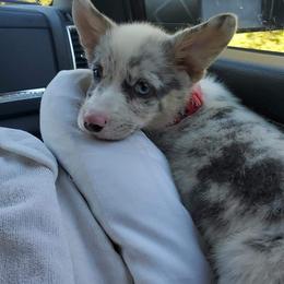 American Corgi and Pembroke Welsh Corgi Puppies from Magnolia Creek Corgis
