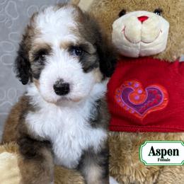 Aspen - Merle female Bernedoodle puppy in Milan, Indiana from Doodles & Spice