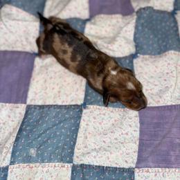 Lorelai - Dapple female Dachshund puppy in West Cleo, Oklahoma from 4L Doxies