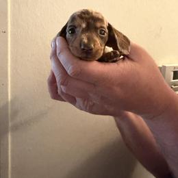 Thor - Dapple male Dachshund puppy in Dinwiddie, Virginia from White Oak Kennels