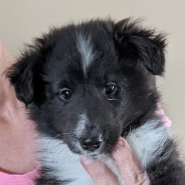 Shetland Sheepdog Puppies from Hawks Acres Shetland Sheepdogs