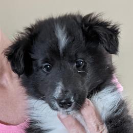 Shetland Sheepdog Puppies from Hawks Acres Shetland Sheepdogs