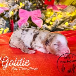 Goldie - Red merle female Miniature Australian Shepherd puppy in Apache Junction, Arizona from Circle T Mini Aussies