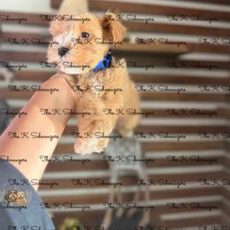 Blue collar - Wheaten male Miniature Schnauzer puppy in Santa Ana, California from The_K_Schnauzers