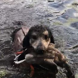 Poodle Puppies from McJare's Puppy Palace