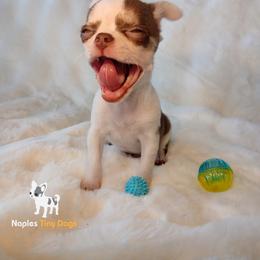 Chihuahua Puppies from Naples Tiny Dogs