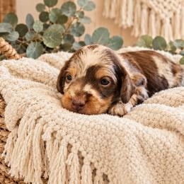 Ryder- CKC Registration - Dapple male Dachshund puppy in Stoneville, North Carolina from Yadkin Valley Dachshunds