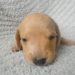 Dachshund Puppies from Carranza Puppy Farm