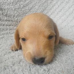 Dachshund Puppies from Carranza Puppy Farm