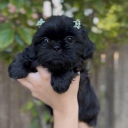 Caterpillar Crawl (Delilah) - Black female Shih Tzu puppy in Cedar Hill, Texas from Puppy Paper House