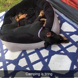 Doberman Pinscher Puppies from Jensen Dobermans