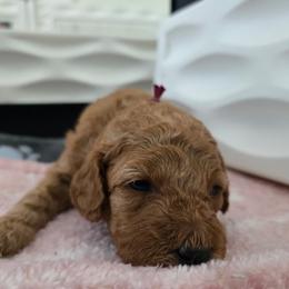 Jessie - Red  female Poodle puppy in Wilmington, Delaware from Imperial Poodles LLC
