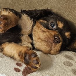 Sheldon - Chocolate male Cavalier King Charles Spaniel puppy in Eau Claire, Wisconsin from B&C Wigglebutts
